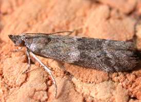Ephestiodes infimella